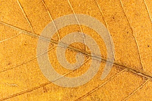 Yellow Dry Leaf Texture. Macro Closeup.