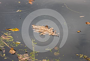 Yellow dry leaf on water