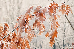 Yellow dry leaves covered with frost. The branches of tree covered with hoarfrost. Winter holidays are coming. Days in