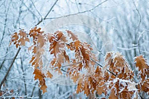 Yellow dry leaves covered with frost. The branches of tree covered with hoarfrost. Winter holidays are coming. Days in