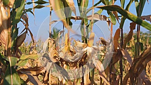 Yellow dry maize corn on stem in agricultural cornfields with blowing wind