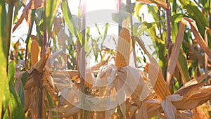 Yellow dry maize corn on stem in agricultural cornfields with blowing wind