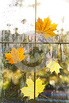 A yellow dry maple leaf stuck to the wet glass of the window with raindrops. Autumn mood, weather forecast