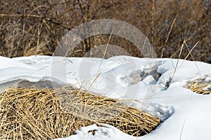 Yellow dry meadow grass under the white sparkling snow bank by the dense shrubland in a coutryside at sunny winter day