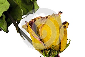Yellow dry rose flower