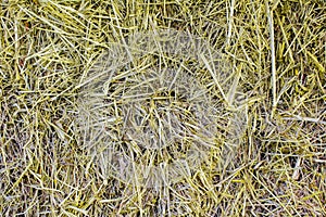 Yellow dry straw background