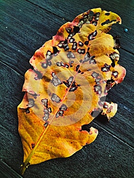 Yellow dry Terminalia catappa leaf texture