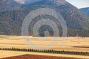 Yellow dry valley with freshly harvested hay bales, other green fields, mountains and blue sky. Dots of dark green tree foliage.