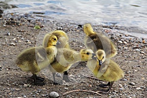 Yellow Duck Chicks
