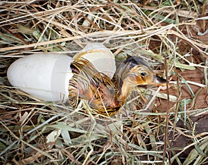 Yellow duckling birth