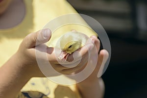 A yellow duckling in the caring hands of a breeder. Farm working days