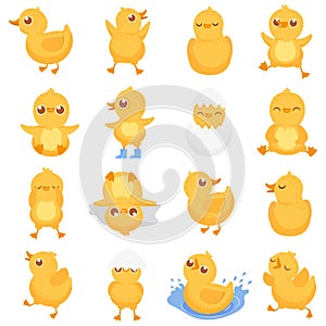 Yellow duckling. Cute duck chick, little ducks and ducky baby isolated cartoon vector illustration