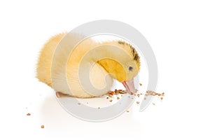 yellow duckling eats feed