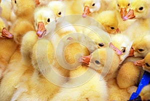 Yellow ducklings