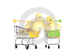 Yellow ducklings in shopping carts