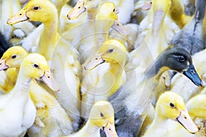 Yellow ducklings sold in the rural market. Little fluffy babies chicks. Poultry farm. Agriculture business