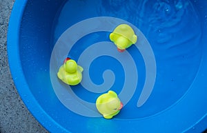 A yellow ducklings toys in a basin in the water