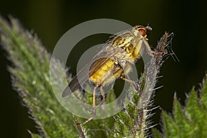 Yellow Dung Fly