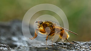 Yellow dung fly cleaning