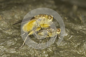 Yellow dung fly mating close-up / Scatophaga stercoraria