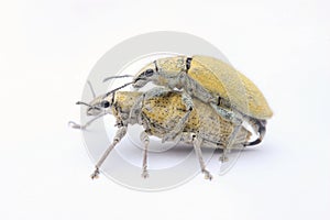 Yellow dush weevil mating over white background