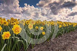 Yellow dutch daffodil flowers