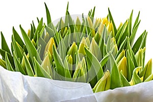 Yellow dutch tulips in bud isolated on white