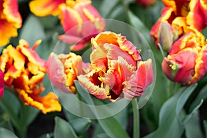 Yellow Dutch tulips in a flower bed