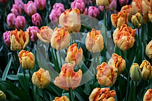 Yellow Dutch tulips in a flower bed