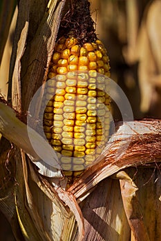 Yellow ear of corn at the end of growing season