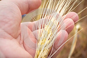 A yellow ear of corn in his hands. An ear of wheat close up