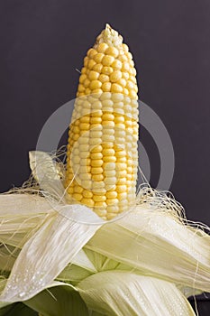 Yellow ear of corn with leaves. Water drops. Black background