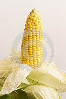Yellow ear of corn with leaves. Water drops. White background