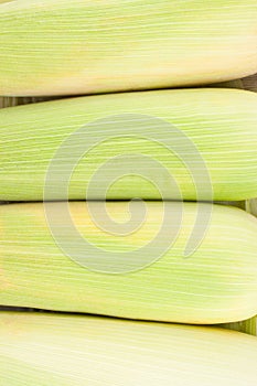 Yellow ear of sweet corn on cobs kernels or grains of ripe corn on white background corn vegetable