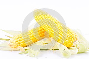 Yellow ear of sweet corn on cobs kernels or grains of ripe corn on white background corn vegetable isolated