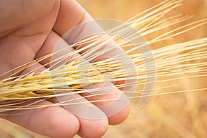 A yellow ear of wheat in the hands of a farmer. Wheat in human hands