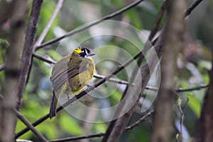 Yellow-eared Bulbul - Pycnonotus penicillatus