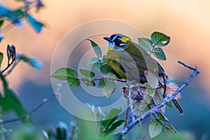 Yellow-eared bulbul or Pycnonotus penicillatus perches on a tree