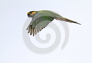 Yellow-eared Parrot, Ognorhynchus icterotis