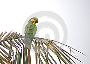 Yellow-eared Parrot, Ognorhynchus icterotis