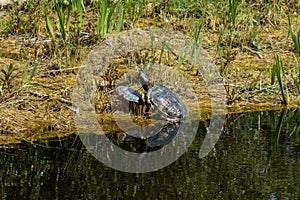 Yellow-eared slider, Trachemys scripta is a turtle of the family Emydidae