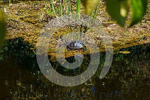 Yellow-eared slider, Trachemys scripta is a turtle of the family Emydidae