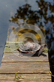 Yellow-eared slider, Trachemys scripta is a turtle of the family Emydidae