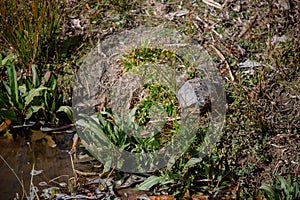 Yellow-eared turtle sunbathing next to the Manzanares river in Madrid