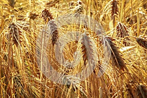 The yellow ears of ripe barley spikes in the field at the farm