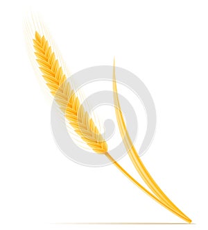 Yellow ears of ripe wheat spikelet vector illustration