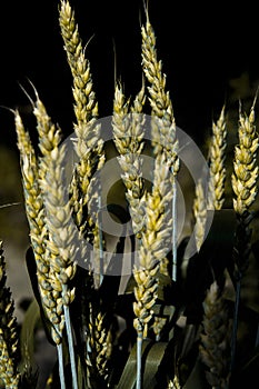 Yellow ears of wheat on a dark background.