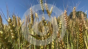 Yellow ears of wheat sway in the wind with a blue sky background