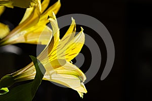 Yellow Easier Spring Day Lilies 008