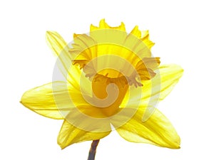 Yellow easter daffodil